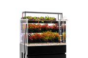 UNS Terrace Stem Plant Wall Accessories - Buce Plant