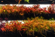 UNS Terrace Stem Plant Wall Accessories - Buce Plant