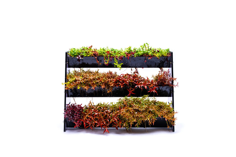 UNS Terrace Stem Plant Wall Accessories - Buce Plant