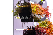 UNS Terrace Stem Plant Wall Accessories - Buce Plant