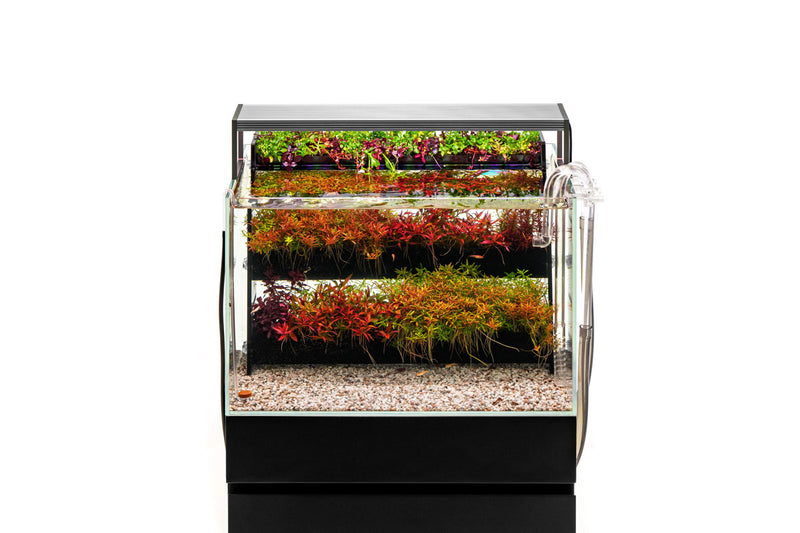 UNS Terrace Stem Plant Wall Accessories - Buce Plant