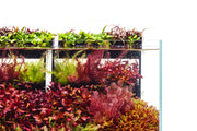 UNS Terrace Stem Plant Wall Accessories - Buce Plant