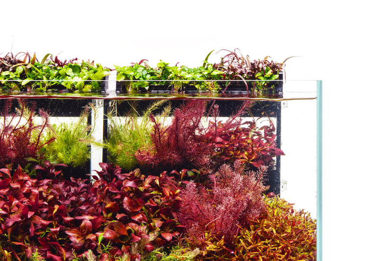 UNS Terrace Stem Plant Wall Accessories - Buce Plant