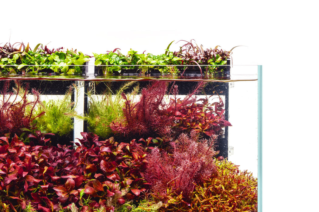 UNS Terrace Stem Plant Wall