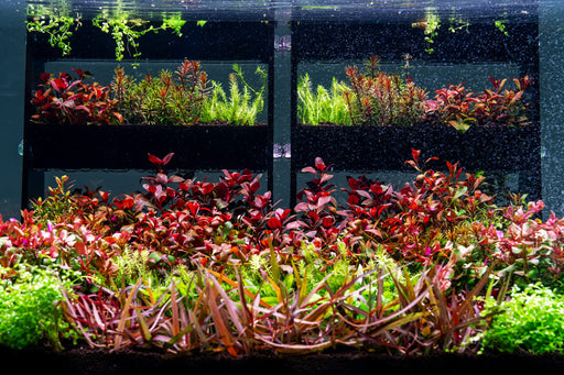 UNS Terrace Stem Plant Wall