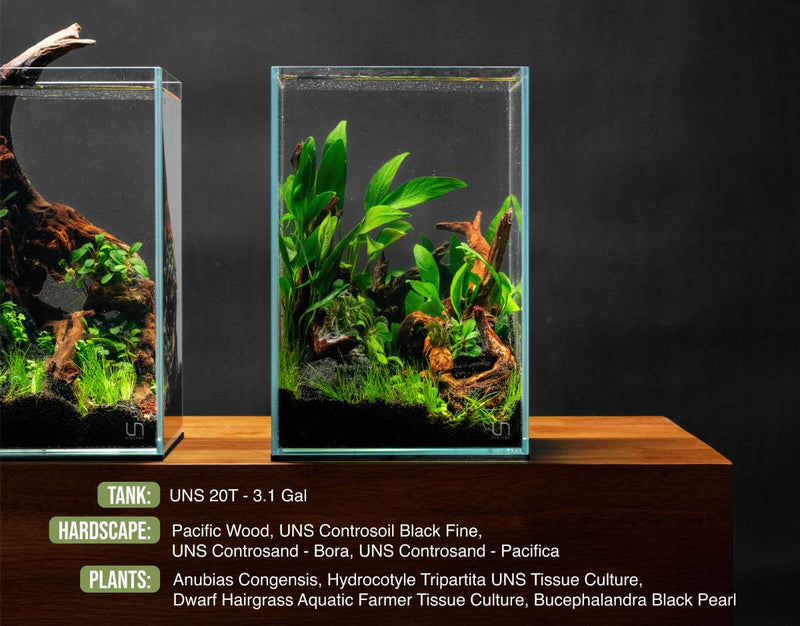 UNS Ultra Clear Tanks Rimless Tanks - Buce Plant