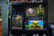 UNS Ultra Clear Tanks Rimless Tanks - Buce Plant
