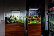 UNS Ultra Clear Tanks Rimless Tanks - Buce Plant