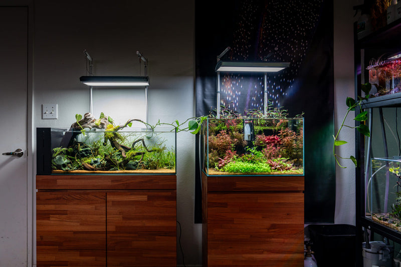 UNS Ultra Clear Tanks Rimless Tanks - Buce Plant
