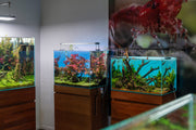 UNS Ultra Clear Tanks Rimless Tanks - Buce Plant