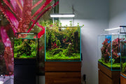 UNS Ultra Clear Tanks [CUBES] Rimless Tanks - Buce Plant