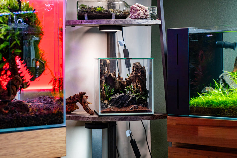 UNS Ultra Clear Tanks [CUBES] Rimless Tanks - Buce Plant