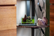 UNS Ultra Clear Tanks [CUBES] Rimless Tanks - Buce Plant