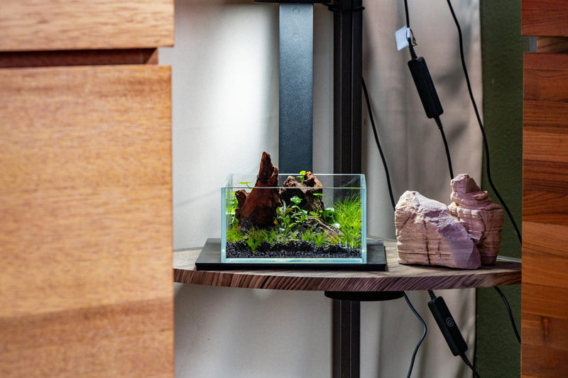 UNS Ultra Clear Tanks [CUBES] Rimless Tanks - Buce Plant