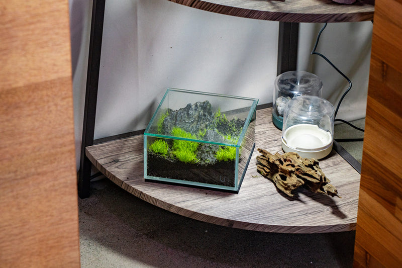 UNS Ultra Clear Tanks [CUBES] Rimless Tanks - Buce Plant