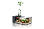 UNS Ultra Clear Tanks [DUAL AIO] All-In-One Tanks - Buce Plant