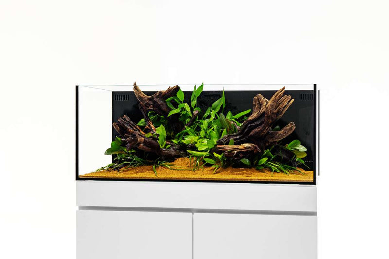 UNS Ultra Clear Tanks [DUAL AIO] All-In-One Tanks - Buce Plant