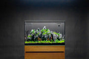 UNS Ultra Clear Tanks [DUAL AIO] All-In-One Tanks - Buce Plant