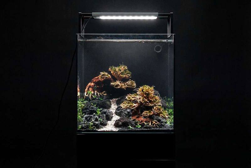 UNS Ultra Clear Tanks [DUAL AIO] All-In-One Tanks - Buce Plant