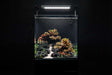 Clear Ultum Nature Systems UNS Ultra Clear Dual AIO Tank for aquatic habitats, featuring a transparent all-in-one design.