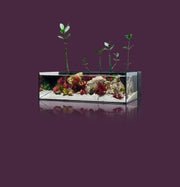 UNS Ultra Clear Tanks [DUAL AIO] All-In-One Tanks - Buce Plant