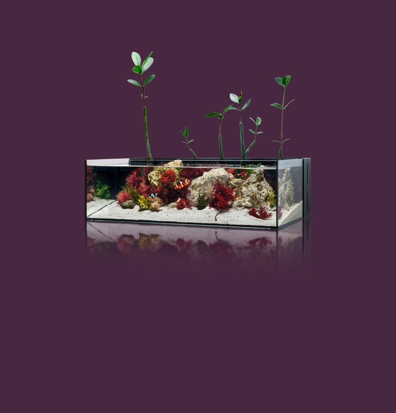 UNS Ultra Clear Tanks [DUAL AIO] All-In-One Tanks - Buce Plant