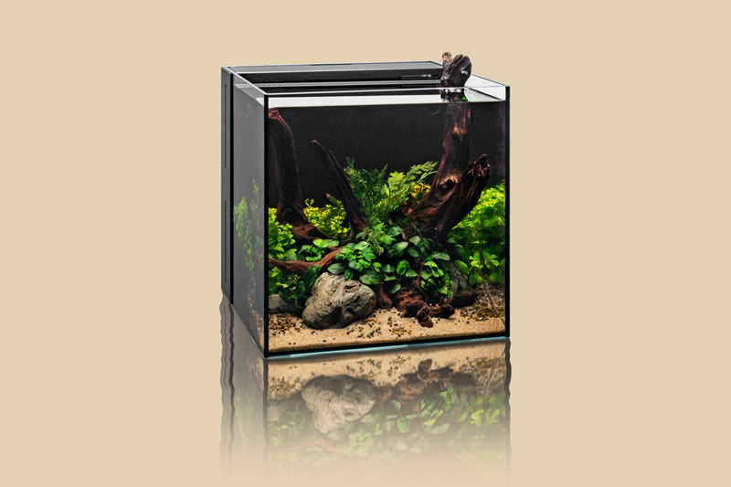 UNS Ultra Clear Tanks [DUAL AIO] All-In-One Tanks - Buce Plant