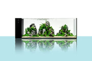 UNS Ultra Clear Tanks [DUAL AIO] All-In-One Tanks - Buce Plant