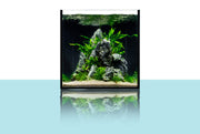 UNS Ultra Clear Tanks [DUAL AIO] All-In-One Tanks - Buce Plant
