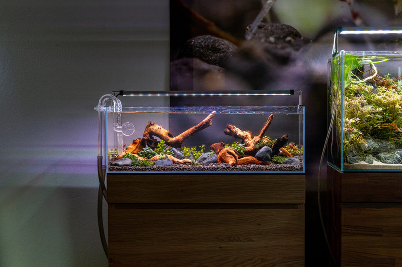 UNS Ultra Clear Tanks [LONG] Rimless Tanks - Buce Plant