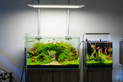 UNS Ultra Clear Tanks [STANDARD] Rimless Tanks - Buce Plant