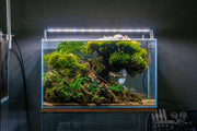 UNS Ultra Clear Tanks [STANDARD] Rimless Tanks - Buce Plant