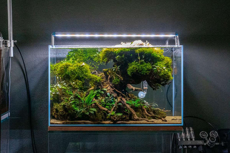 UNS Ultra Clear Tanks [STANDARD] Rimless Tanks - Buce Plant
