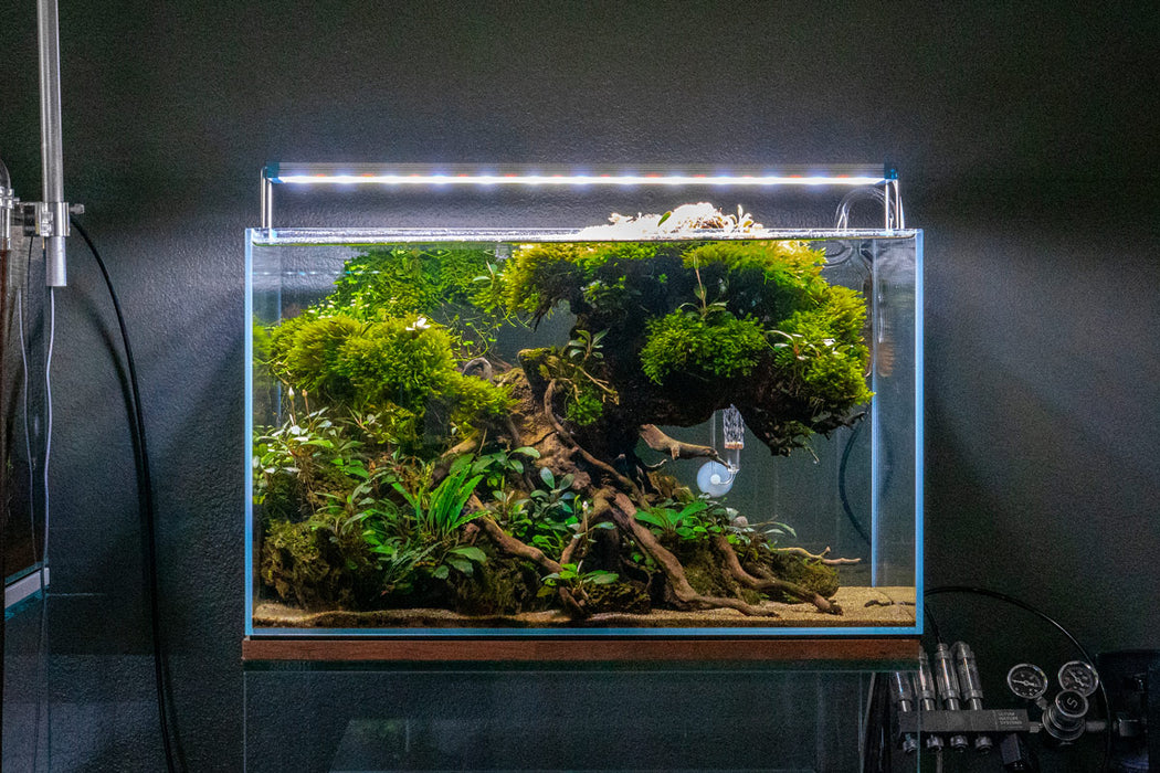 UNS Ultra Clear Tanks [STANDARD]