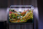 UNS Ultra Clear Tanks [STANDARD] Rimless Tanks - Buce Plant