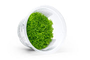 Utricularia Graminifolia Aquatic Farmer Tissue Culture Aquatic Plant - Buce Plant
