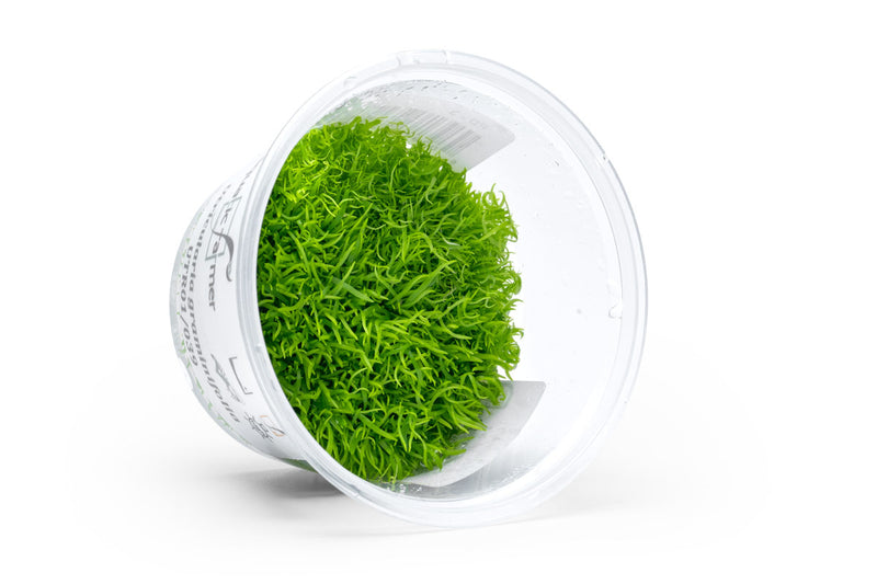 Utricularia Graminifolia Aquatic Farmer Tissue Culture Aquatic Plant - Buce Plant