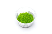 Utricularia Graminifolia Aquatic Farmer Tissue Culture Aquatic Plant - Buce Plant