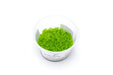 Utricularia Graminifolia aquatic plant tissue culture by Aquatic Farmer, showcasing vibrant green submerged aquatic vegetation.