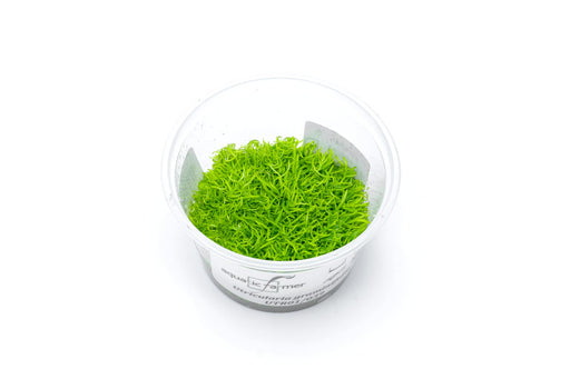Utricularia Graminifolia aquatic plant tissue culture by Aquatic Farmer, showcasing vibrant green submerged aquatic vegetation.