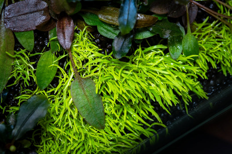 Utricularia Graminifolia Tissue Culture - Small Cup Aquatic Plant - Buce Plant