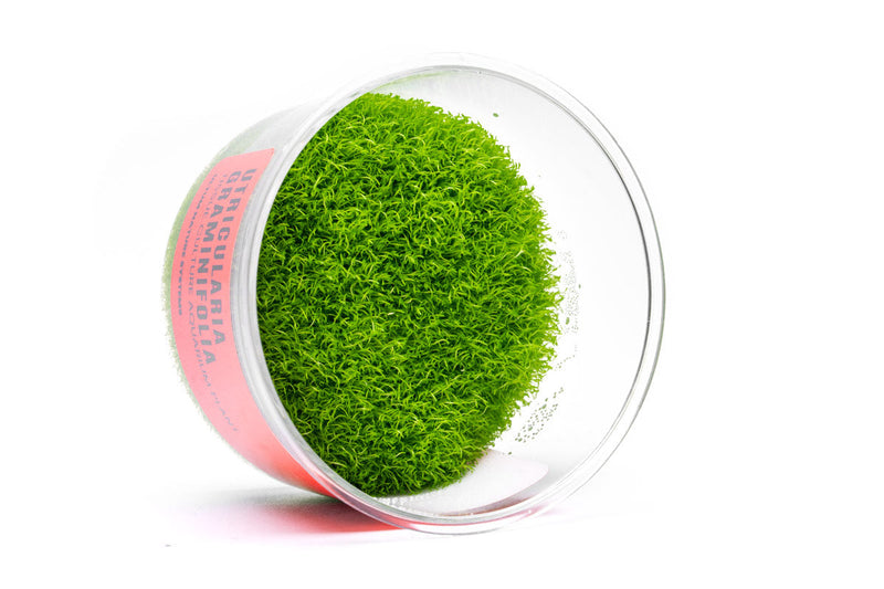 Utricularia Graminifolia UNS Tissue Culture Aquatic Plant - Buce Plant