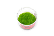 Utricularia Graminifolia UNS Tissue Culture Aquatic Plant - Buce Plant