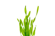 Vallisneria Americana Aquatic Plant - Buce Plant