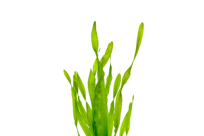Vallisneria Americana Aquatic Plant - Buce Plant