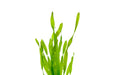 Healthy Vallisneria Americana aquatic plant from ACW, featuring long green ribbon-like leaves suitable for freshwater aquariums.