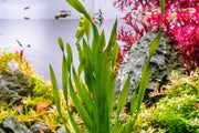 Vallisneria Americana Aquatic Plant - Buce Plant