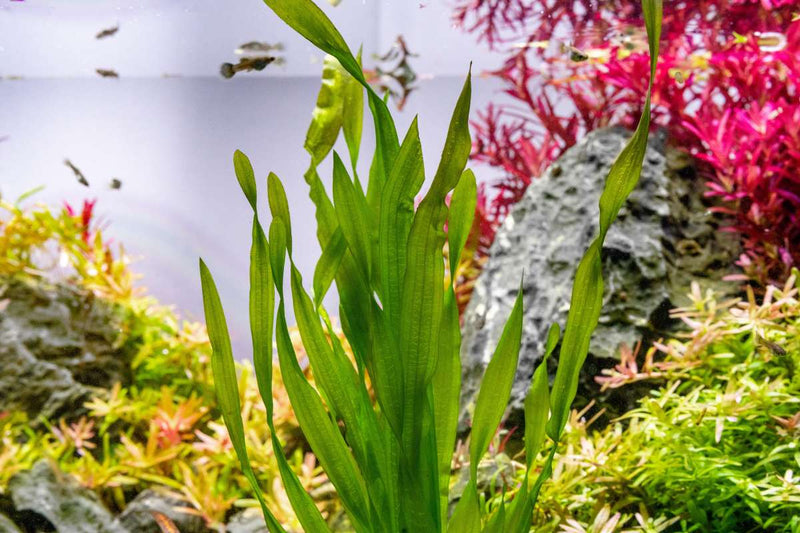 Vallisneria Americana Aquatic Plant - Buce Plant
