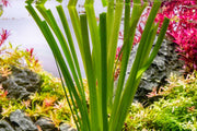 Vallisneria Gigantea
