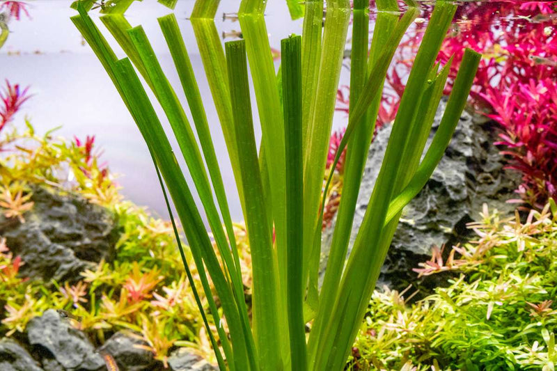 Vallisneria Gigantea